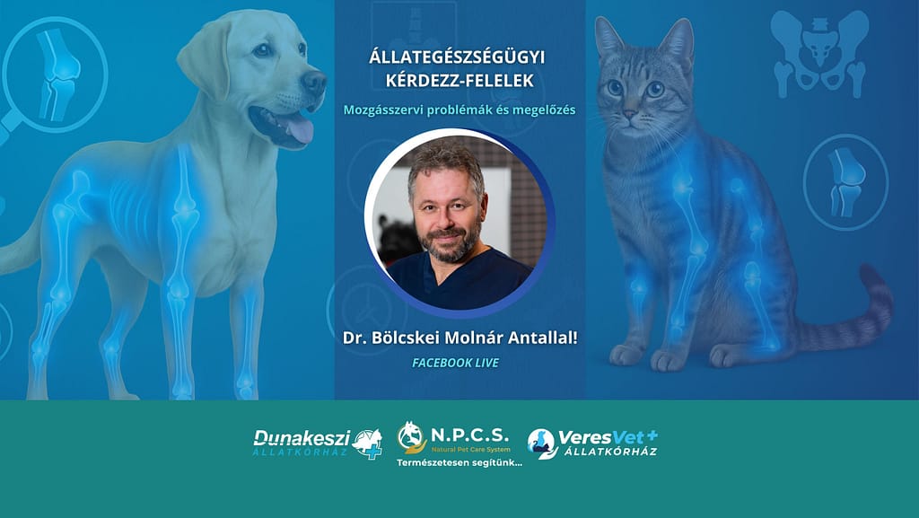 Webinar nyereményjátékkal: Hogyan vizsgál az ortopédus állatorvos? – Állatorvosi kérdezz-felelek dr. Bölcskei Molnár Antallal