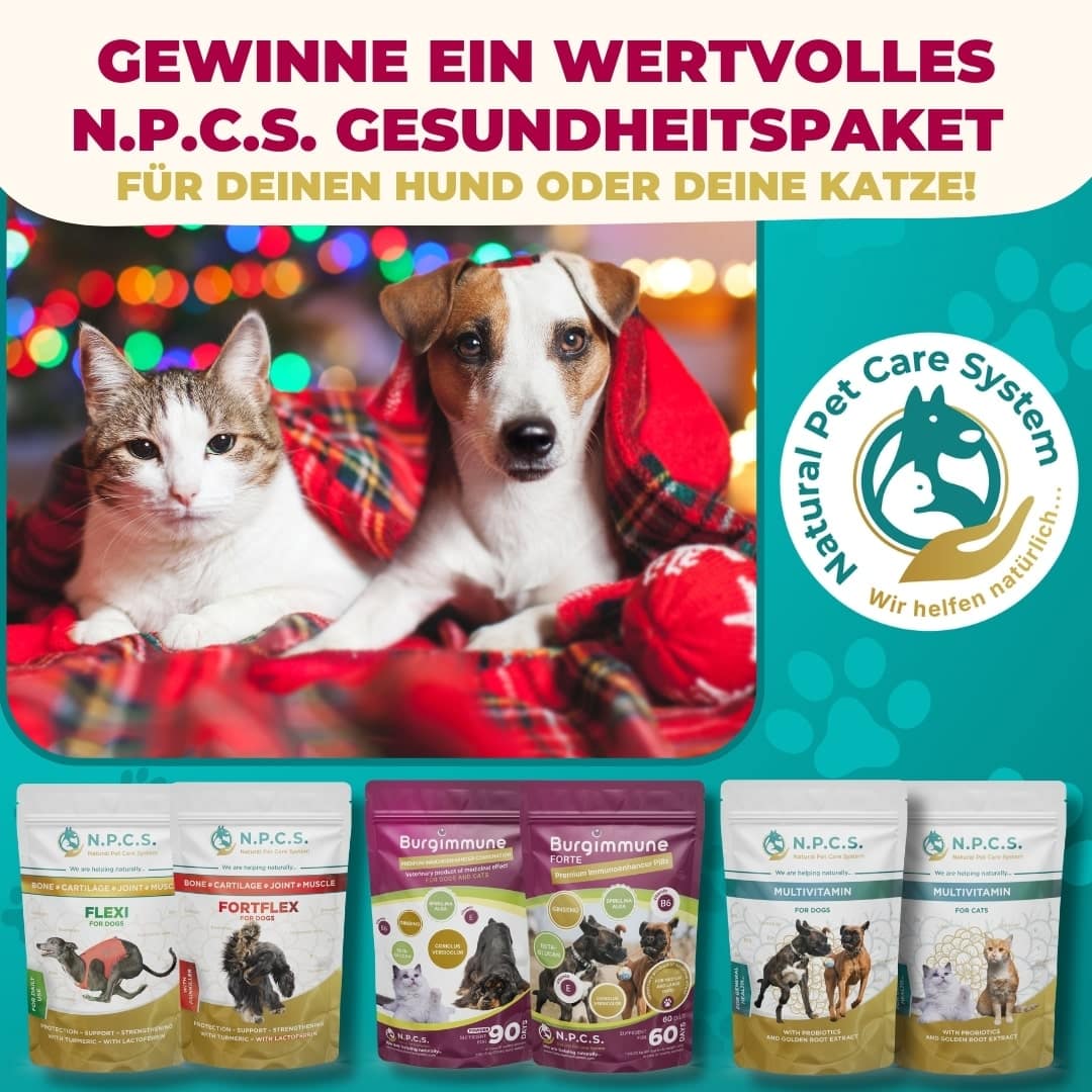 Festliches Facebook- und Instagram-Gewinnspiel