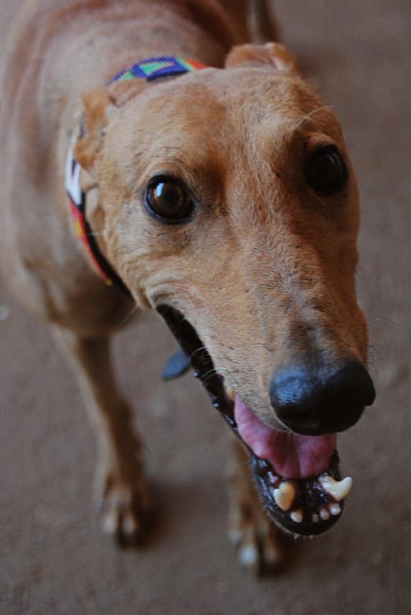 Nemis Animal The story of Nemes - Natural Pet Care System